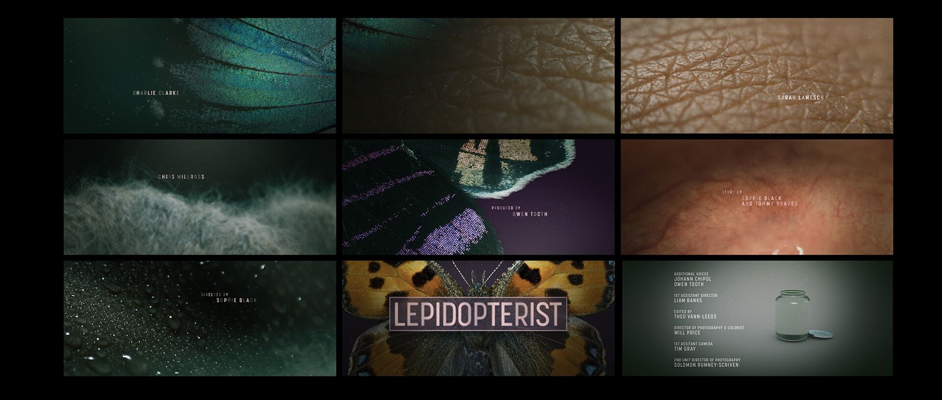 StyleFrames_LEPIDOPTERIST Main Titles_01